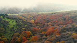 تصاویر هوایی از جنگل زیبای فندقلو